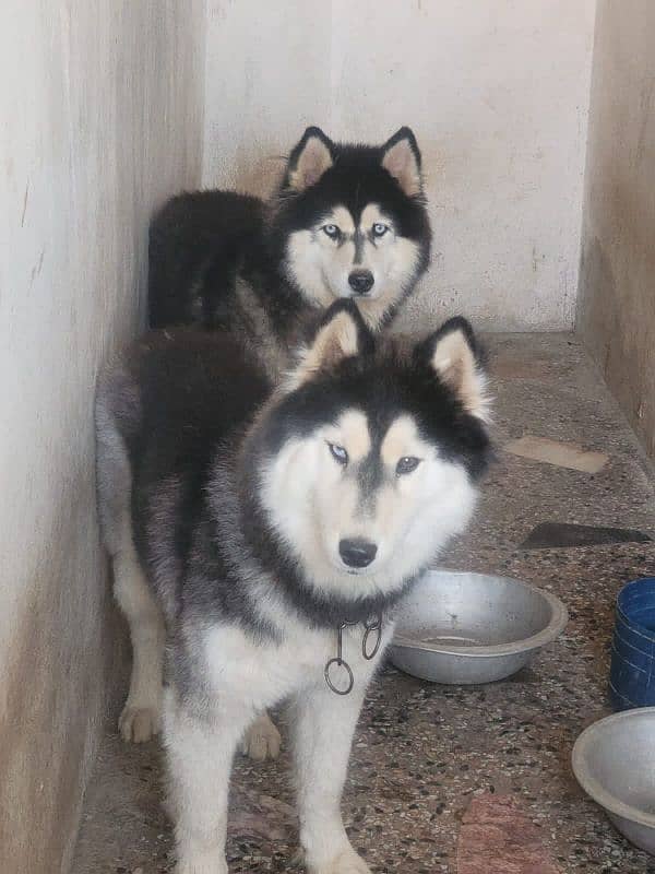 Siberian husky male / female available for sale 1