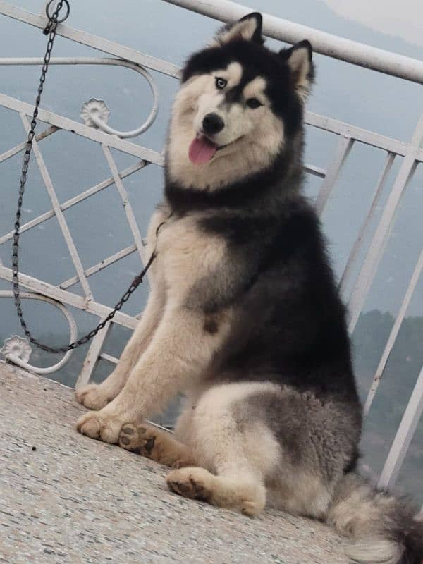 Siberian husky male / female available for sale 8