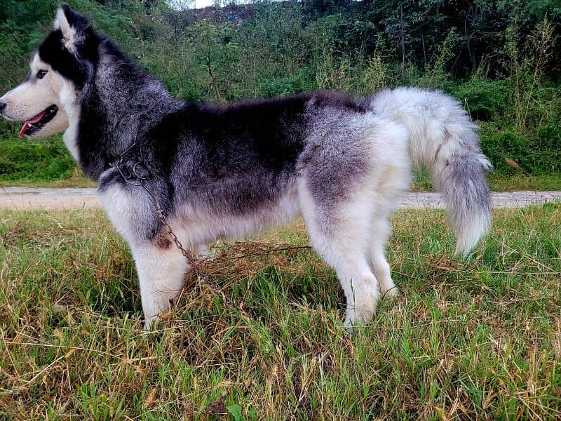 Siberian husky male / female available for sale 10