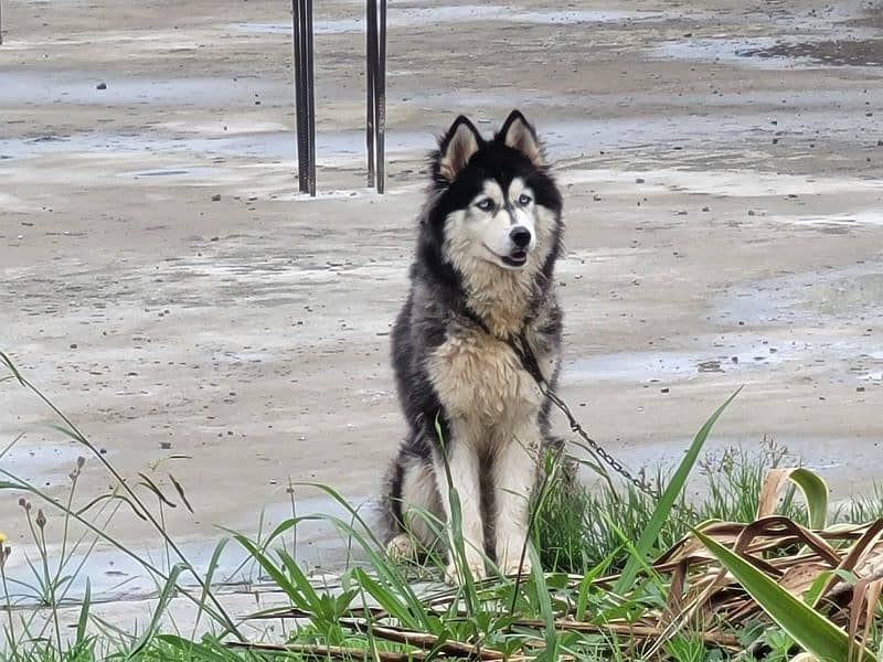 Siberian husky male / female available for sale 11