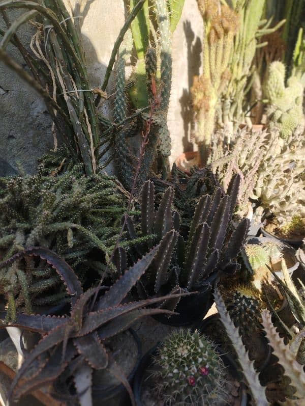 Cactuses and different plants 1