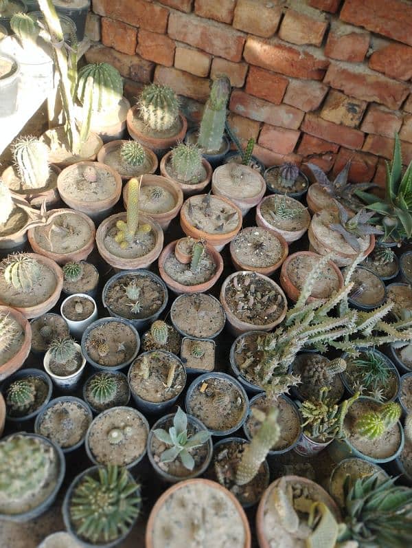 Cactuses and different plants 2