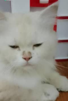 male persian cat