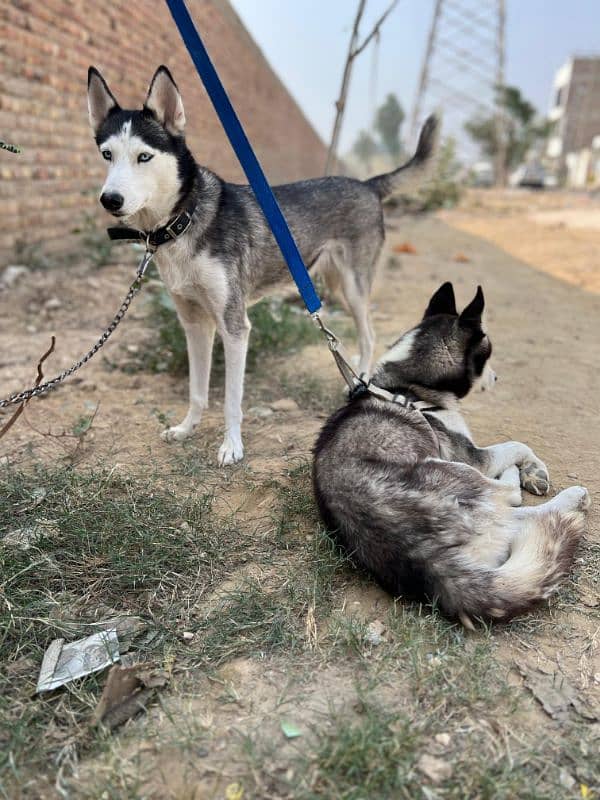 Husky pair, Blue eyes 1