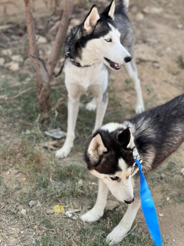 Husky pair, Blue eyes 2