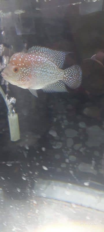 flowerhorn 1