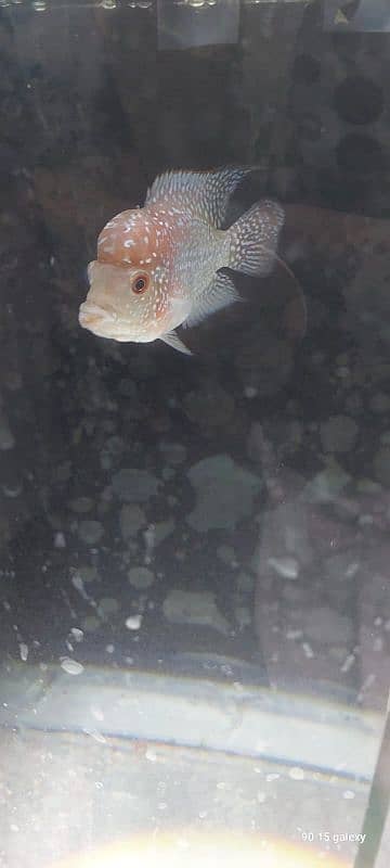 flowerhorn 2