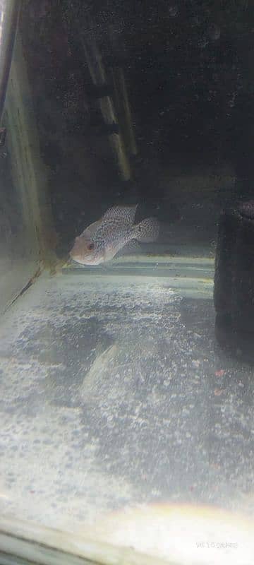 flowerhorn 3