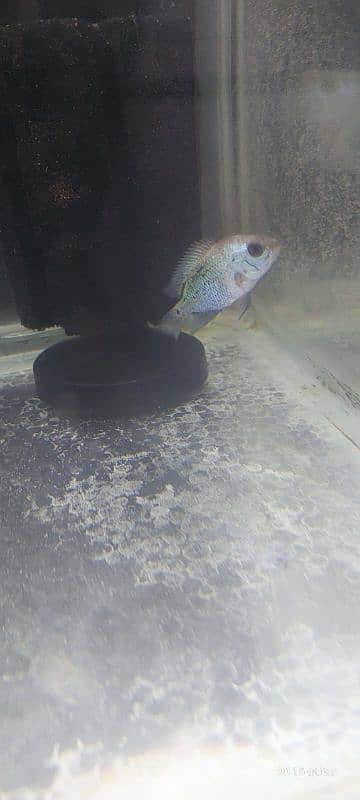 flowerhorn 4