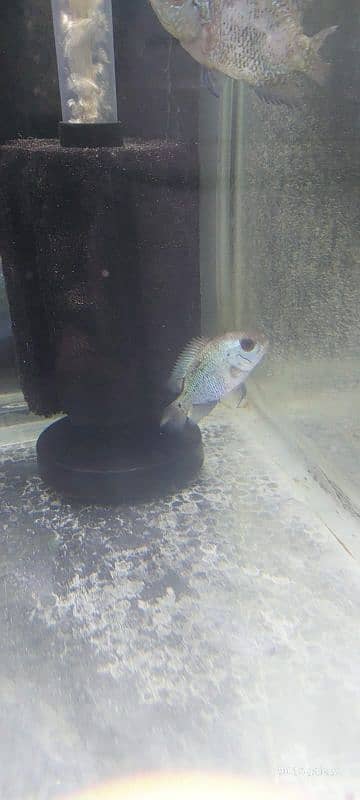 flowerhorn 5