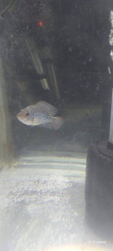 flowerhorn 11