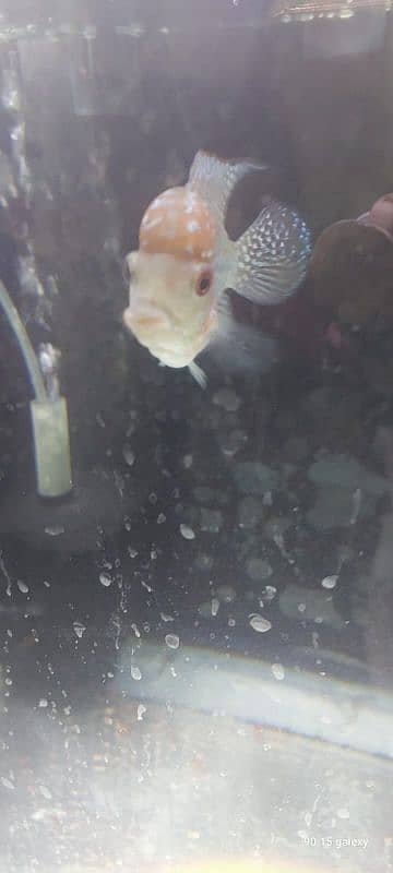 flowerhorn 13