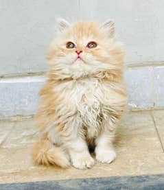 Bombastic Quality Persian Furball Kitten