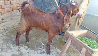 male for sale h 03164350590. high quality