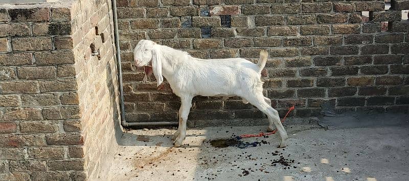 Goat Breed Rajanpuri  Male Bakra 9 Months age Breeders Goat 0