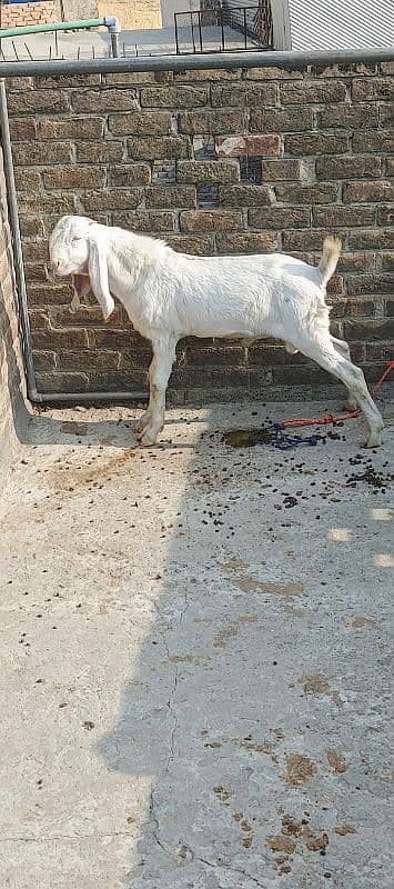 Goat Breed Rajanpuri  Male Bakra 9 Months age Breeders Goat 1