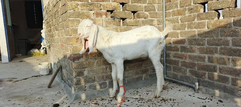 Goat Breed Rajanpuri  Male Bakra 9 Months age Breeders Goat 2