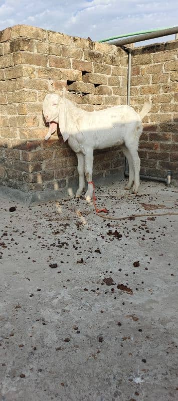 Goat Breed Rajanpuri  Male Bakra 9 Months age Breeders Goat 4