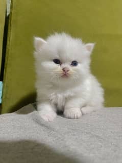 white Persian kitten