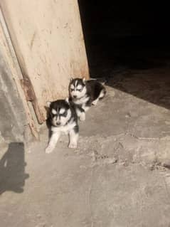 Female Puppies Top Quwalty