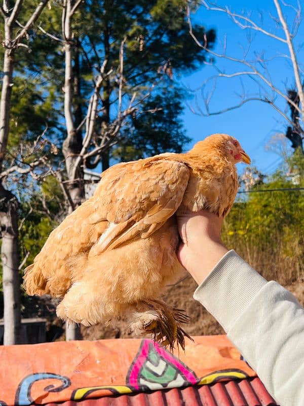 fancy hens for sale 10