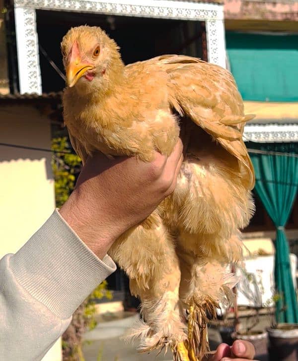 fancy hens for sale 16