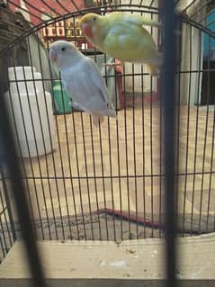 birds and hens cage for sale