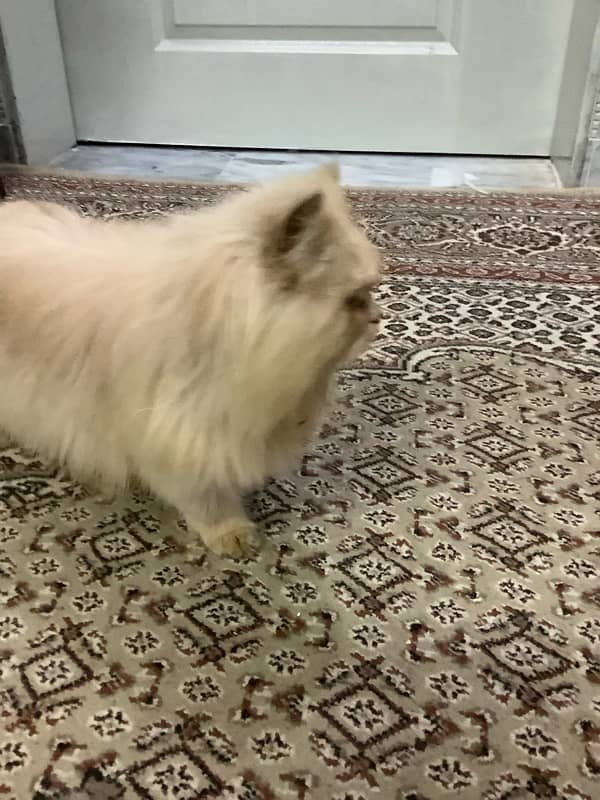 Persian kitten cat 4 months 5