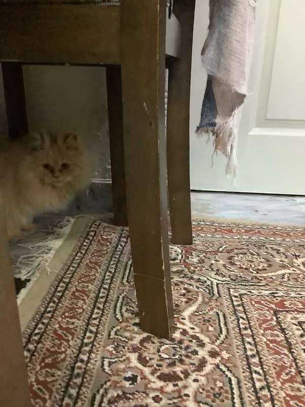 Persian kitten cat 4 months 11