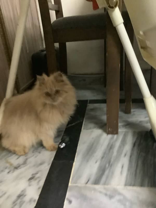 Persian kitten cat 4 months 12