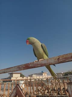 Raw parrot / green parrots / breeder / talking bird