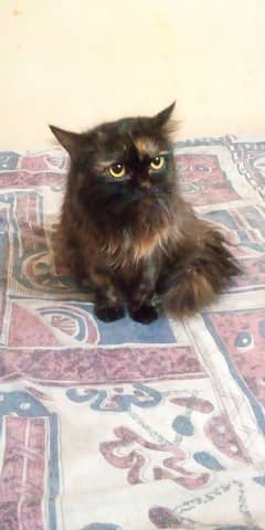 Persian cat / Persian kitten / triple coated / punch face