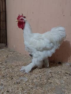 Pure White Male Heavy buff  urgent for sale 4500rs