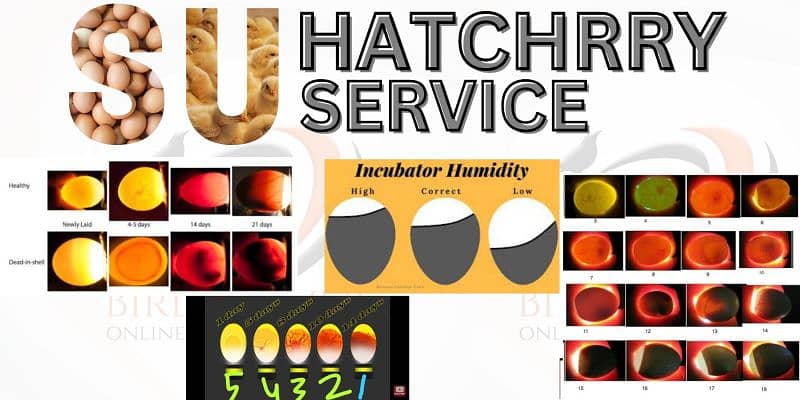 Hatchery Service in Multan 1