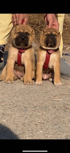 Kurdish Kangal Pair  / Kurdish Kangal security Dog For Sale