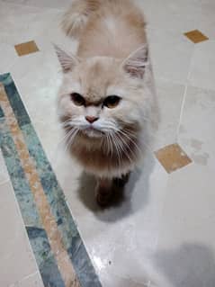 4 Months old Punched face Persian Kitten for sale.