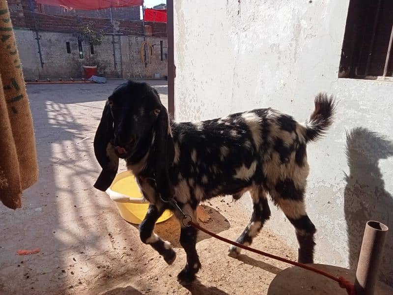 Bakra dase 8 months 0