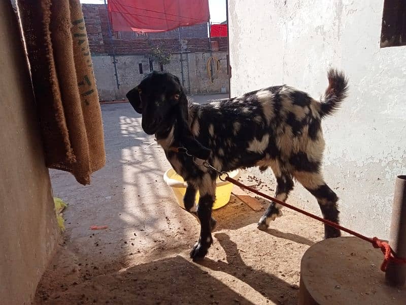 Bakra dase 8 months 2