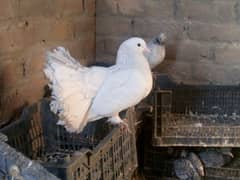 laka pair for sale