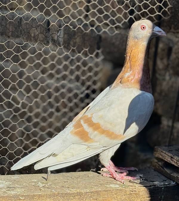 All pigeons for sale 0