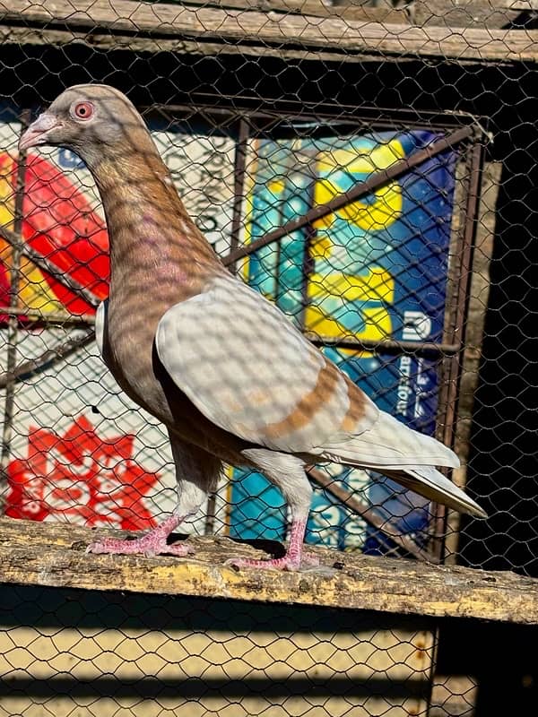 All pigeons for sale 1