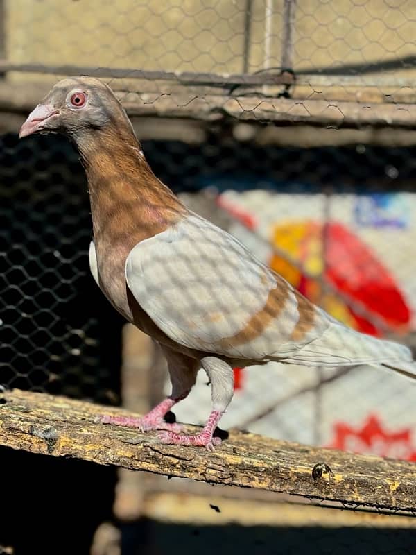 All pigeons for sale 2