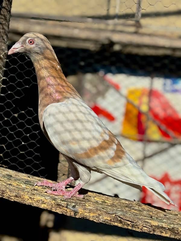 All pigeons for sale 3