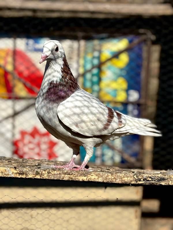 All pigeons for sale 6