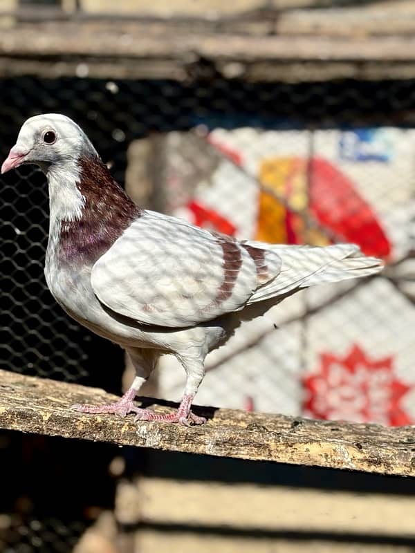 All pigeons for sale 7