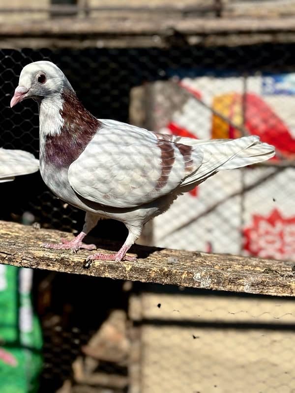 All pigeons for sale 8