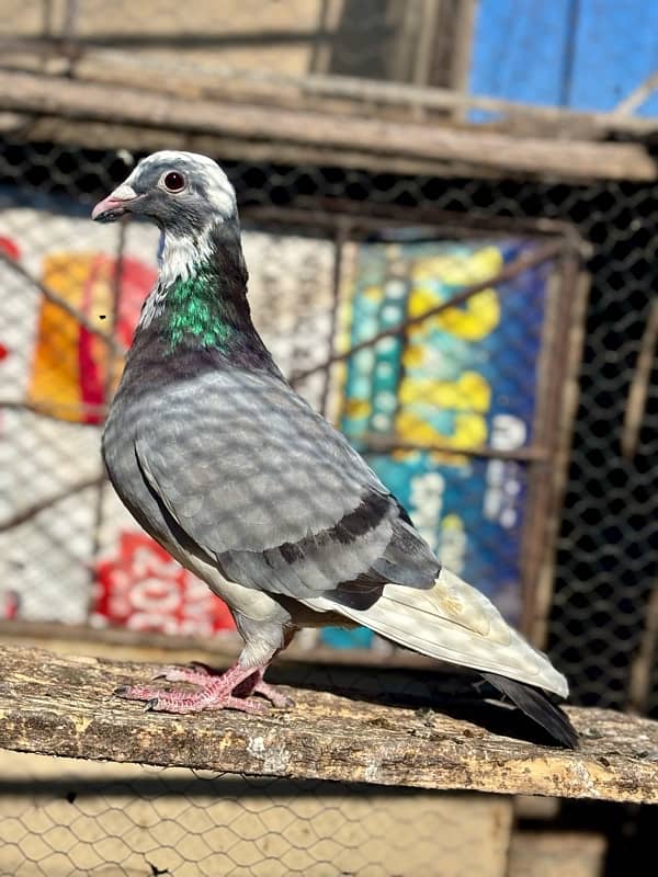 All pigeons for sale 9