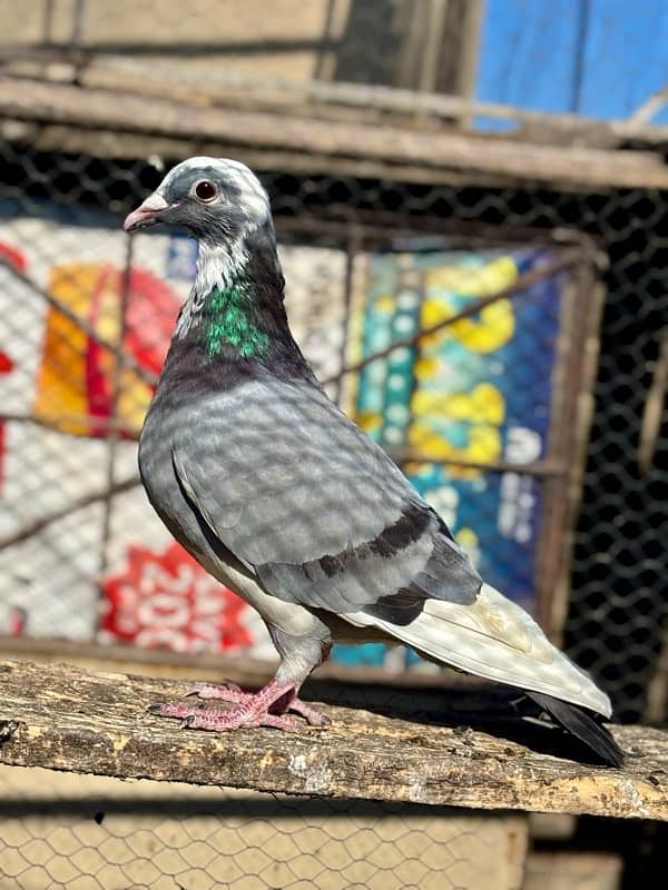 All pigeons for sale 10