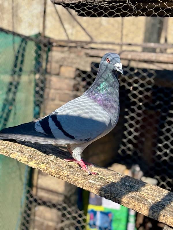 All pigeons for sale 11