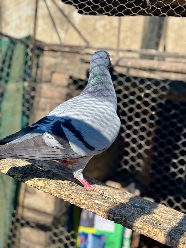 All pigeons for sale 12